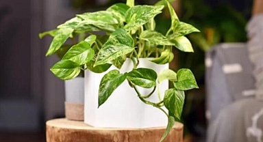 NASA tavsiye ediyor: Evinizde varsa yaşadınız!