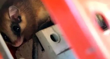 Nesli tehlike altındaki ağaç yediuyuru Göynük'te görüntülendi