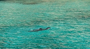 Nesli tehlikedeki Akdeniz fokları için 