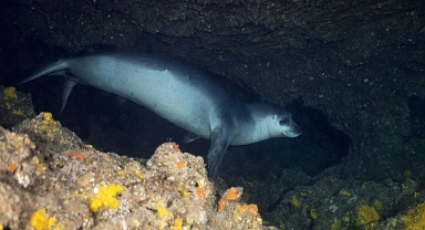Nesli Tehlikedeki Akdeniz Fokları İçin 