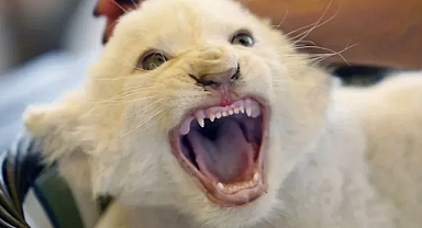 Nesli tükenmekte olan Afrika beyaz aslanlarından biri dört yavru dünyaya getirdi