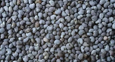 Omega-3'te somon balığını solladı...Vücudu tıka basa vitamin dolduruyor!