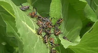 Önlerine ne çıkarsa yok edip tarlalara doğru ilerliyorlar!