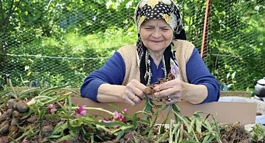 Ordu'da salep hasadına başlandı