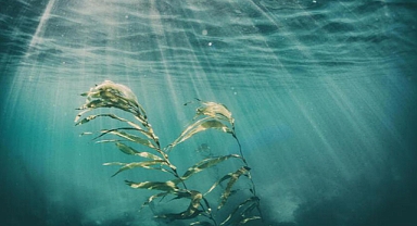 Ototrof beslenme nedir, özellikleri nelerdir? Ototrof beslenen canlılar nelerdir?