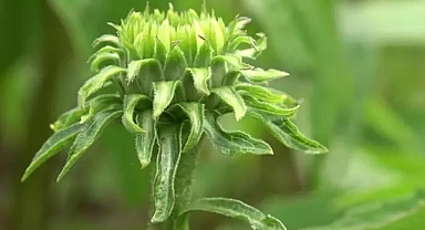 Özel izinle üretilen bitkiler tıpta kullanılıyor