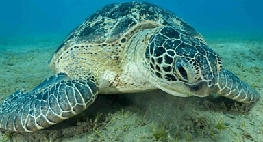 Panama'da deniz kaplumbağalarına yasal haklar verildi 
