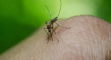 Peru'da dang humması vakası 73 bini aştı