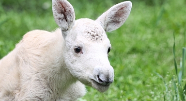 Polonya'da nadir görülen beyaz geyik bulundu