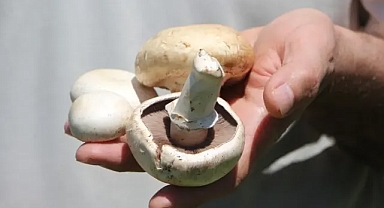 Profesörden 'ölüm meleği' mantarı uyarısı 