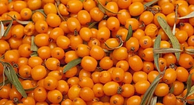 Rus uzay bilimciler radyasyondan korunmak için tüketiyorlar!