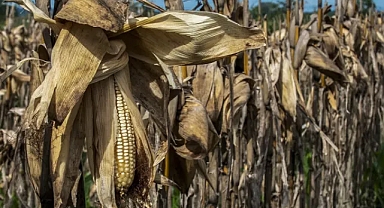 'Sıcak hava enflasyonu': Aşırı sıcaklar gıda fiyatlarında sürekli bir artışa neden olur mu? 