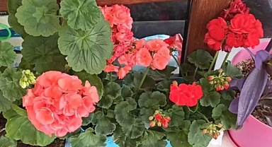 Sinekleri uzak tutmaya yarayan çiçekler! Evinizde bulunmalılar 