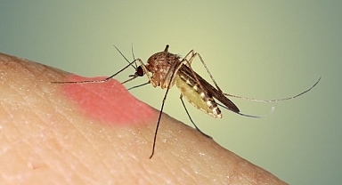 Sivrisinekler Bazı İnsanları Neden Daha Fazla Isırır? 