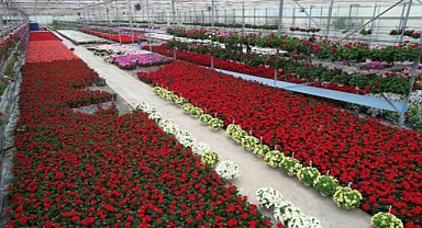 Süs bitkileri sektöründe Anneler Günü telaşı