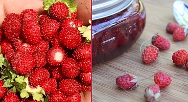 Tadı ve aroması farklı: Dağ çileğine yoğun ilgi