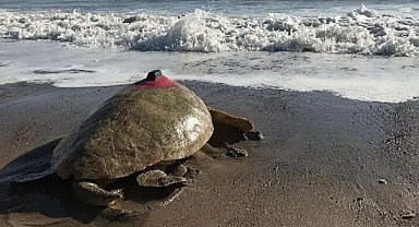 Takip cihazlı 'Türkiye 100' isimli caretta caretta denizle buluştu
