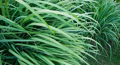 Tayland yemeklerinde kullanılıyor! Kanserli hücreleri yok ettiği kanıtlandı...