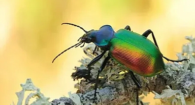 ‘Terminatör’ böcekler doğaya salındı