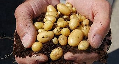 Tohumluk patatesler toprakla buluştu