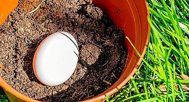 Toprağa yumurta ekip bekletin! Olanları görünce inanamayacaksınız