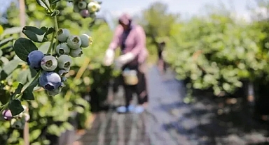 Topraksız tarım yöntemiyle yetiştirilen mavi yemişe talep artıyor