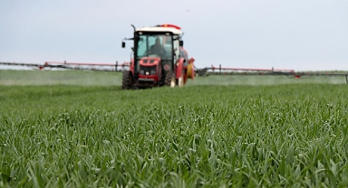 Trakya'da bahar yağmurları buğdayda yüksek rekolte beklentisini artırdı 