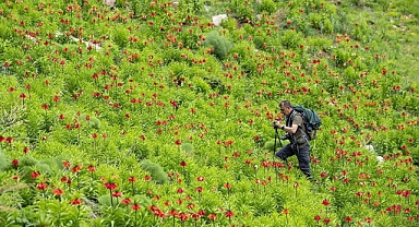 Tunceli'nin dağlarında ters lalelerin manzarası eşliğinde doğa gezisi yapıyorlar