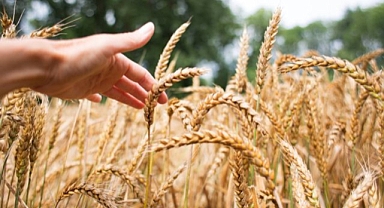 Tunus’ta kuraklık tahıl üretimini ve hayvancılığı tehdit ediyor