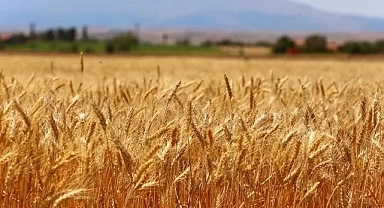 Türk buğday sektörü için kapsamlı yol haritası geliştirildi