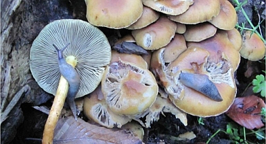 Türkiye’de mantar ölümlerinin yüzde 95 ’köygöçüren’ mantarından kaynaklanıyor