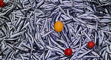 Türkiye'den 4 ayda yaklaşık 3,9 milyon dolarlık hamsi ihraç edildi