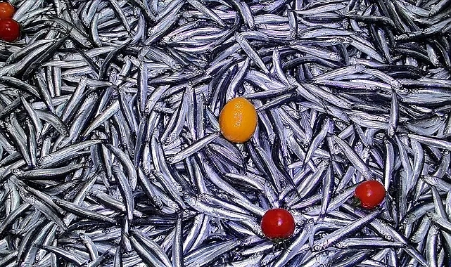 Türkiye'den 4 ayda yaklaşık 3,9 milyon dolarlık hamsi ihraç edildi