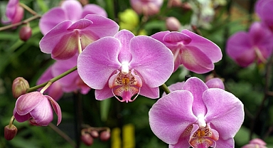 Türkiye’den en fazla orkide türleri kaçırılıyor 