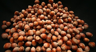 Türkiye'nin fındık ihracatının yüzde 37'si Trabzon'dan yapıldı