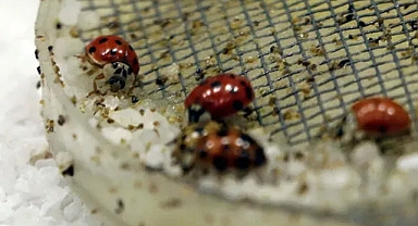 Türkiye’nin ilk tropik uğur böceği bahçesi Gaziantep’te