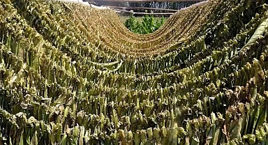 Tütün sağlığın yanı sıra çevreyi ve besin kaynaklarını da tehdit ediyor