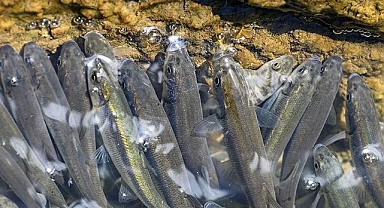 Van'da akarsuların debisi düştü, inci kefallerinin göçü zorlaştı
