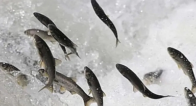 Van Gölü’nün ‘incileri’ni kaçak avlayanlara ceza verildi