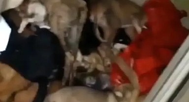 Vezirköprü Barınağı’nda vahşet: Ölü, hasta ve sağlıklı köpekler bir arada