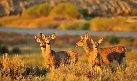 ‘Yaban hayatı suçlarıyla diğer şiddet suçları arasında ciddi bağlantı var’