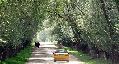 Yozgat’ın ağaç tünelli yolu görenleri hayran bırakıyor