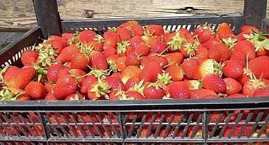 Zonguldak’ta hasatla birlikte çilekler raflarda yerini aldı