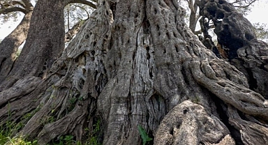2 bin 248 yaşındaki zeytin ağacı yıllara meydan okuyor