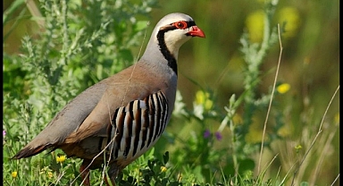 650 keklik doğaya bırakıldı