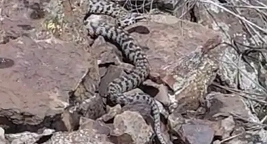 Ağrı’da zehirli Wagner görüntülendi