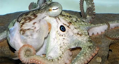 Ahtapotların uyum sağlamak için beyinlerini yeniden yapılandırdığı belirlendi