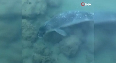 Akdeniz foku sahilde kendini gösterdi