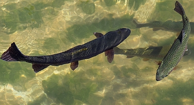 Alabalığı sofralara taşıyacak!