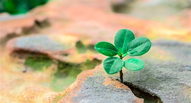 Allianz Türkiye, çevre ve iklim değişikliği hizmetleri vermeye başlıyor